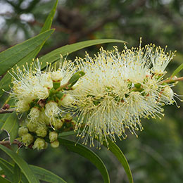 Bottlebrush,White